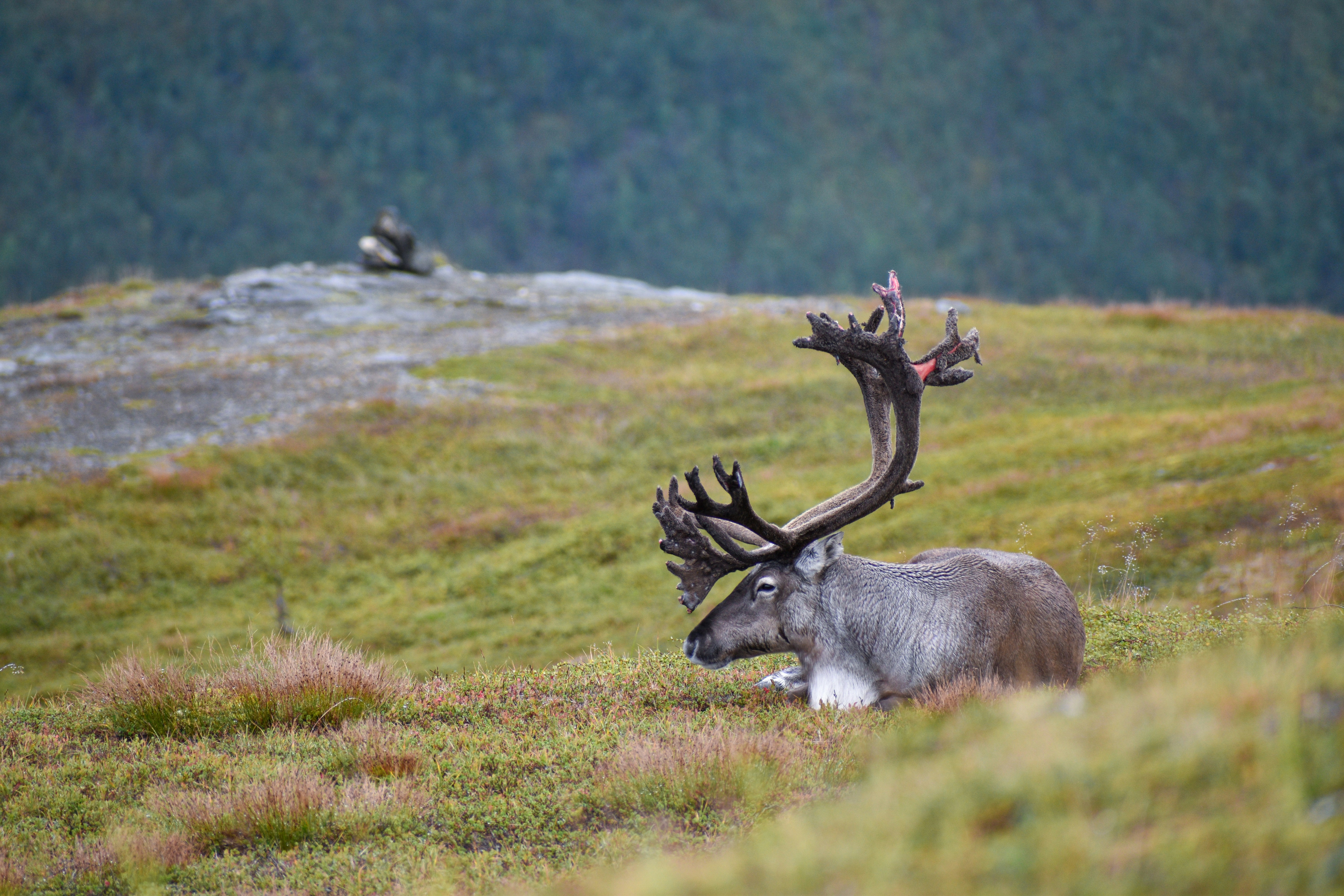 Norwegen – ELDRMANNR